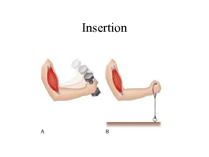 Insertion 