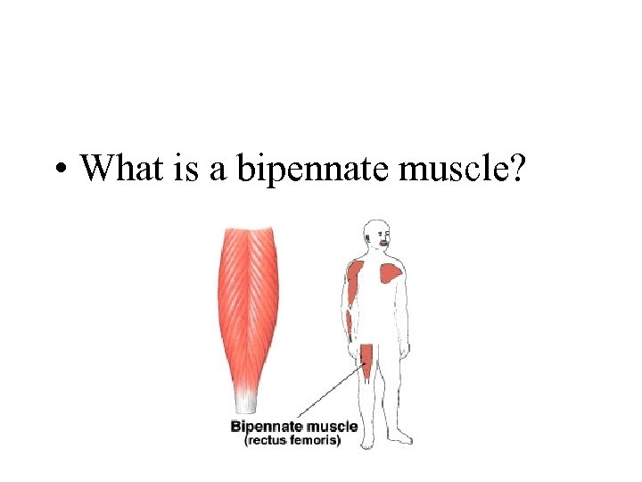  • What is a bipennate muscle? 