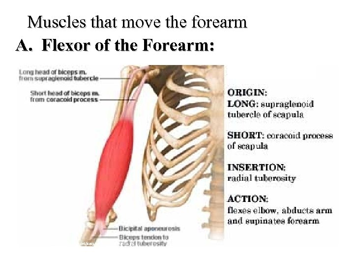 Muscles that move the forearm A. Flexor of the Forearm: http: //home 1. gte.