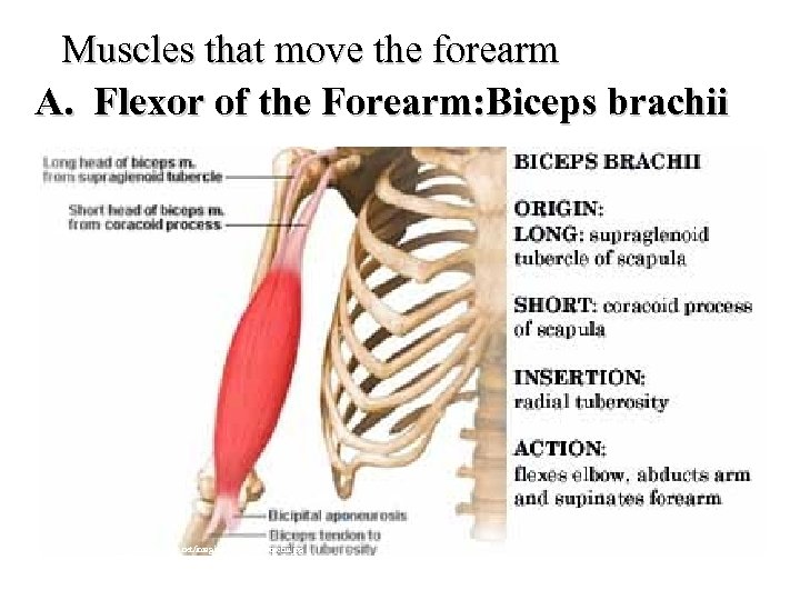 Muscles that move the forearm A. Flexor of the Forearm: Biceps brachii http: //home