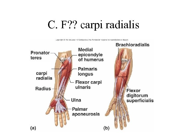 C. F? ? carpi radialis 