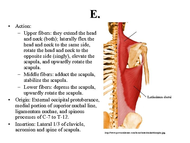 E. • Action: – Upper fibers: they extend the head and neck (both); laterally