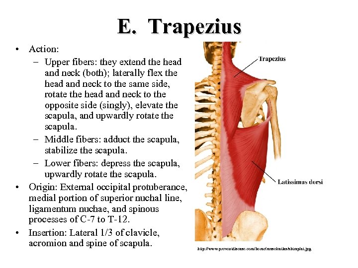 E. Trapezius • Action: – Upper fibers: they extend the head and neck (both);