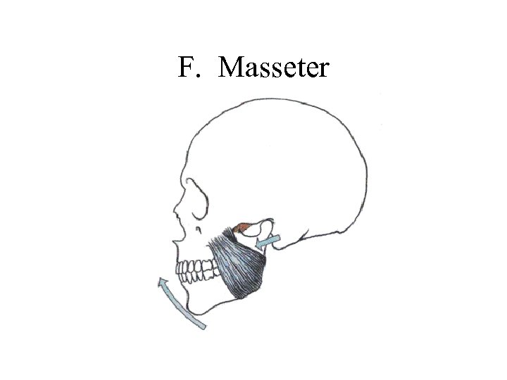 F. Masseter 