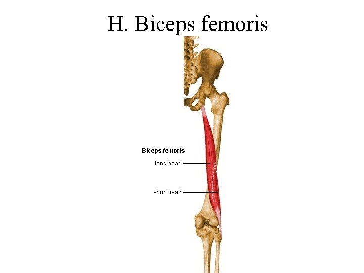 H. Biceps femoris 