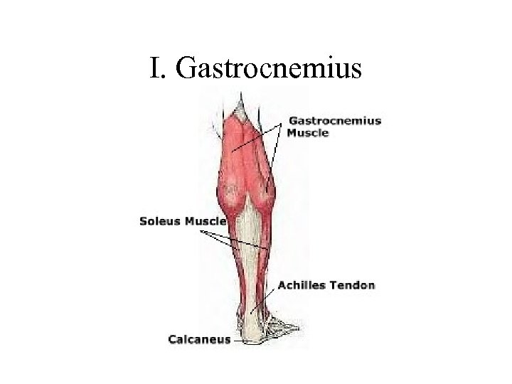 I. Gastrocnemius 