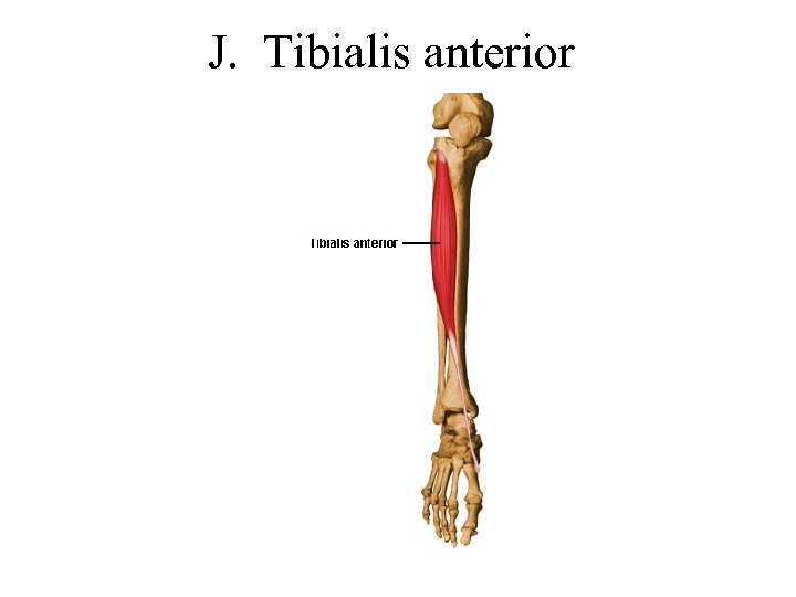 J. Tibialis anterior 