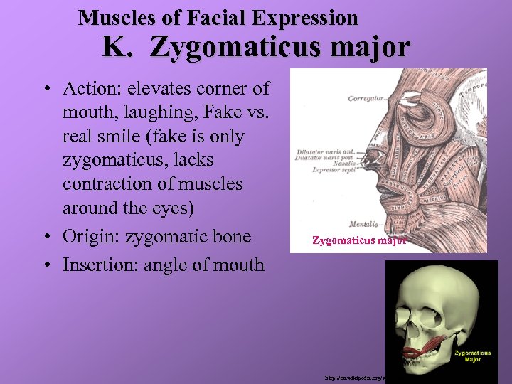 Muscles of Facial Expression K. Zygomaticus major • Action: elevates corner of mouth, laughing,