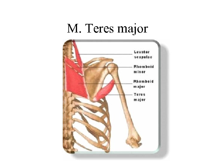 M. Teres major 