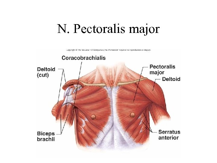 N. Pectoralis major 