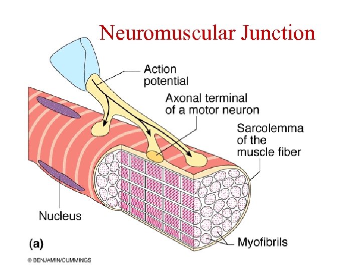 Neuromuscular Junction 