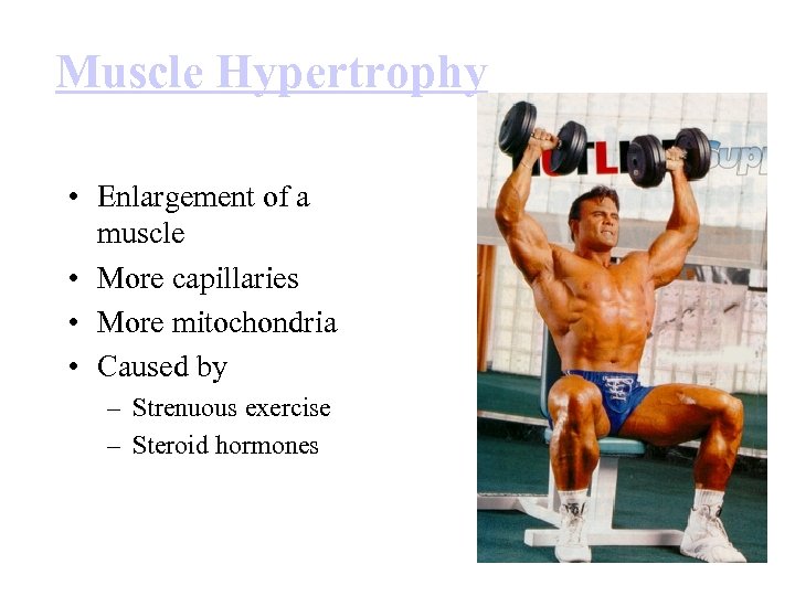 Muscle Hypertrophy • Enlargement of a muscle • More capillaries • More mitochondria •