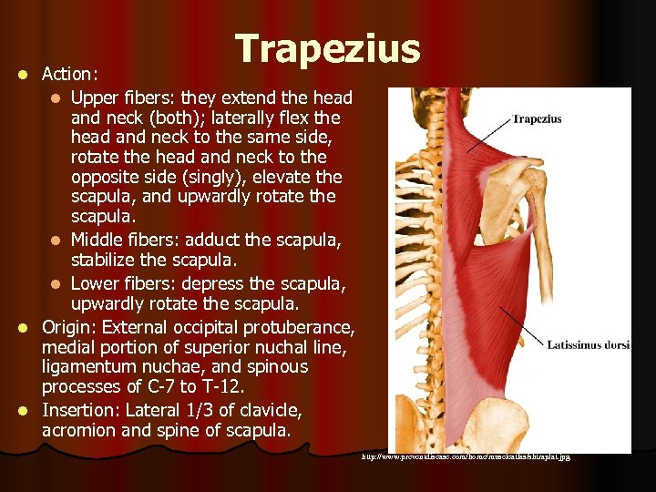 Trapezius Action: l Upper fibers: they extend the head and neck (both); laterally flex