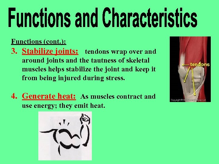 Functions (cont. ): 3. Stabilize joints: tendons wrap over and around joints and the