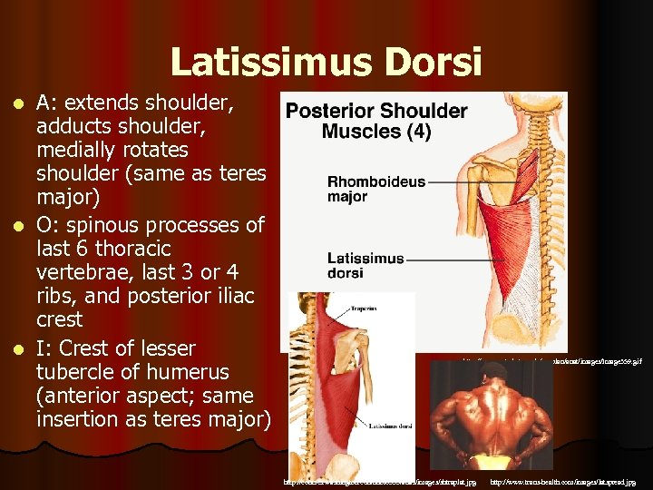 Latissimus Dorsi A: extends shoulder, adducts shoulder, medially rotates shoulder (same as teres major)