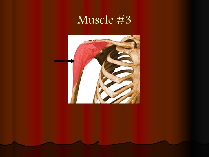 Muscle #3 