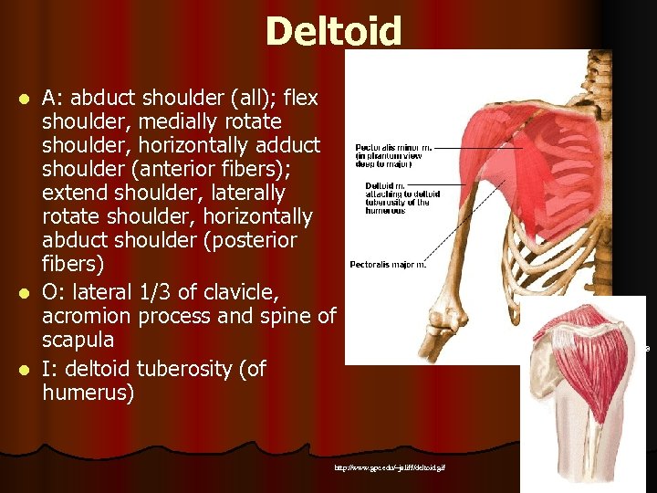 Deltoid A: abduct shoulder (all); flex shoulder, medially rotate shoulder, horizontally adduct shoulder (anterior