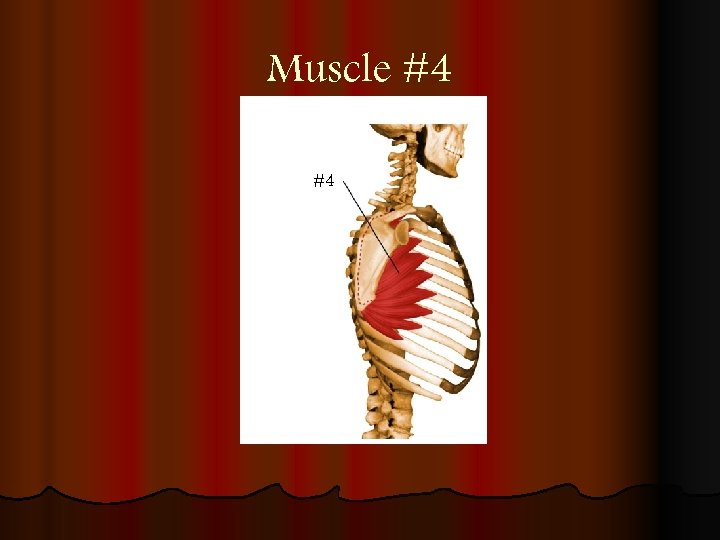 Muscle #4 #4 