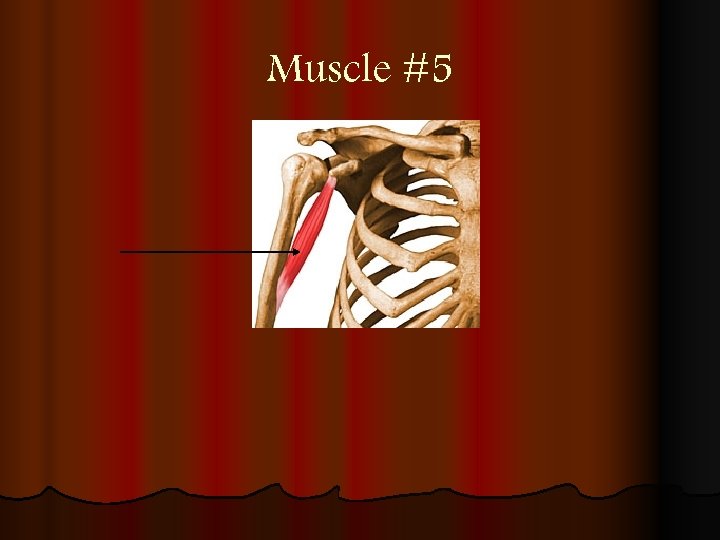 Muscle #5 