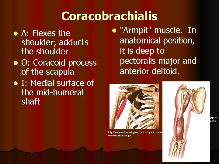 Coracobrachialis A: Flexes the shoulder; adducts the shoulder l O: Coracoid process of the