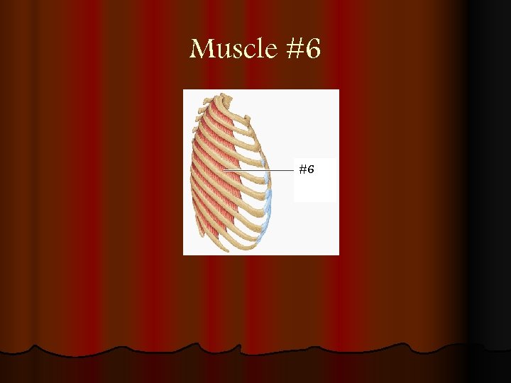 Muscle #6 #6 