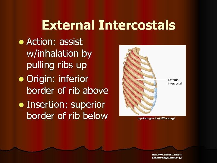 External Intercostals l Action: assist w/inhalation by pulling ribs up l Origin: inferior border