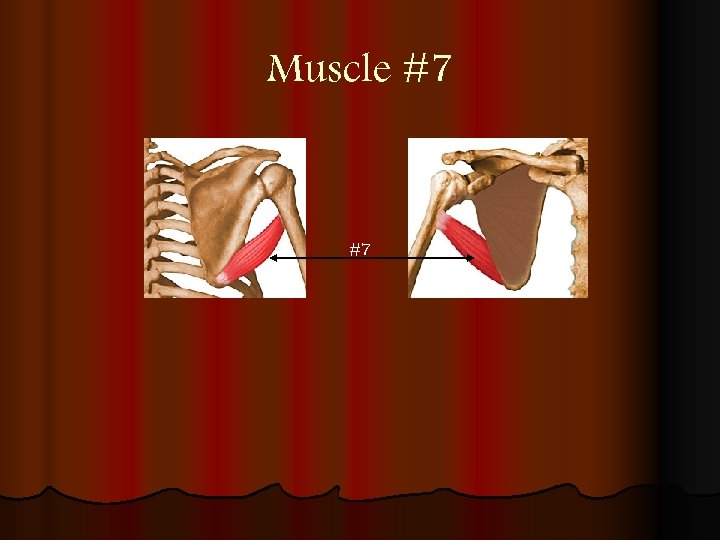 Muscle #7 #7 