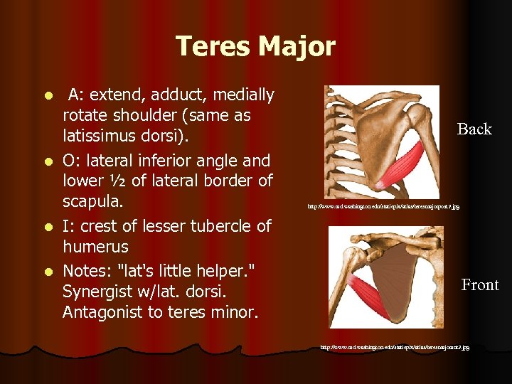 Teres Major A: extend, adduct, medially rotate shoulder (same as latissimus dorsi). l O: