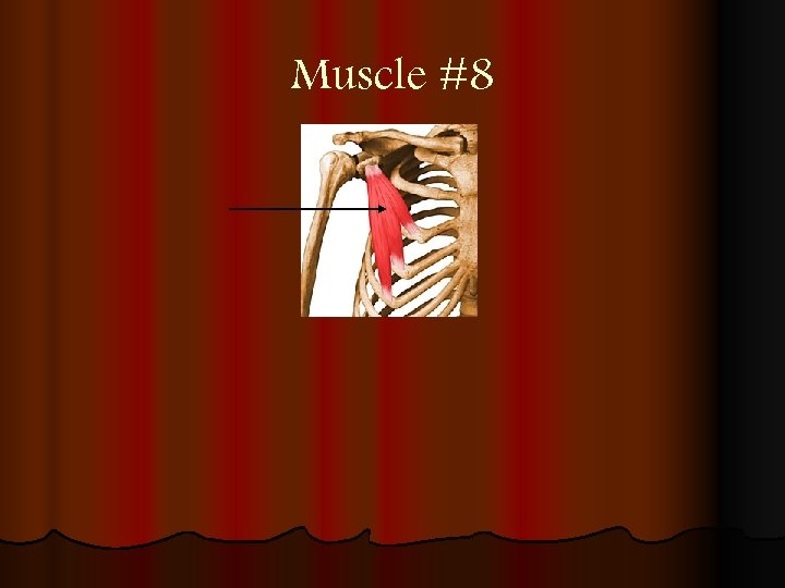 Muscle #8 