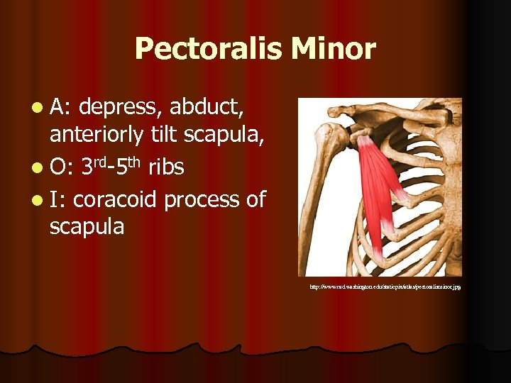 Pectoralis Minor l A: depress, abduct, anteriorly tilt scapula, l O: 3 rd-5 th