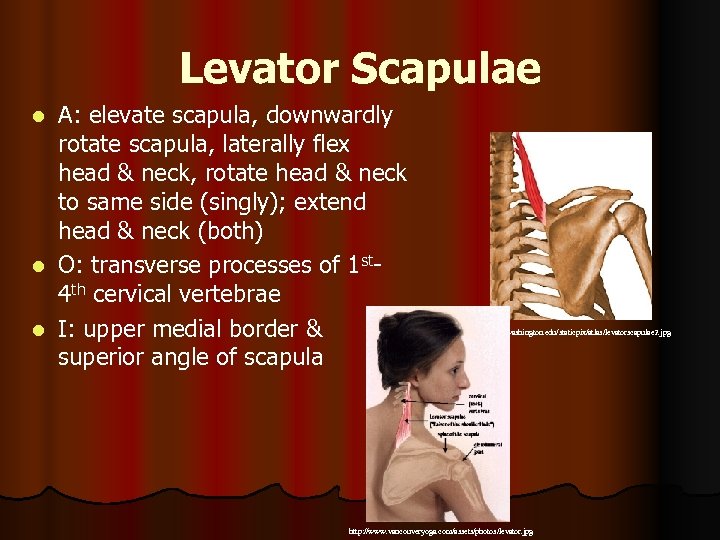 Levator Scapulae A: elevate scapula, downwardly rotate scapula, laterally flex head & neck, rotate