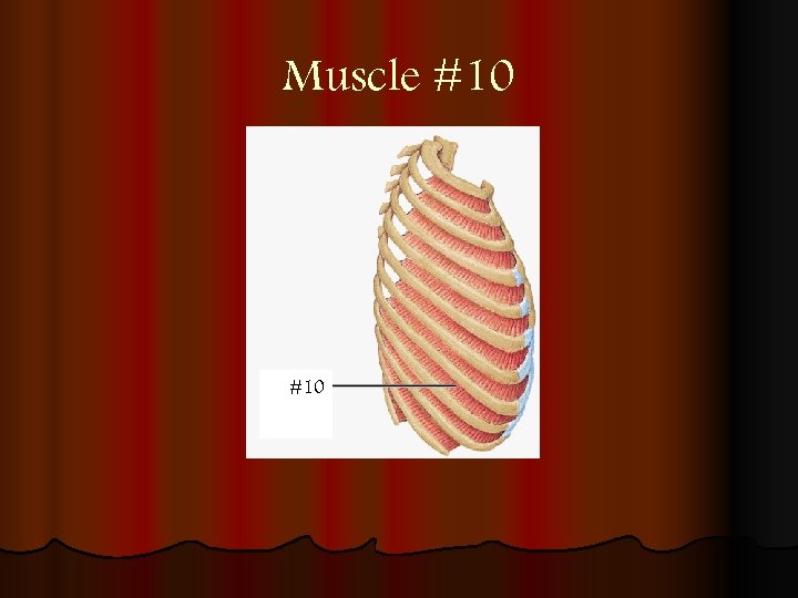 Muscle #10 