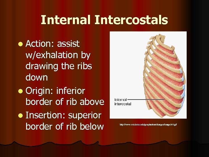 Internal Intercostals l Action: assist w/exhalation by drawing the ribs down l Origin: inferior