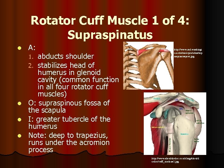 Rotator Cuff Muscle 1 of 4: Supraspinatus l A: abducts shoulder stabilizes head of