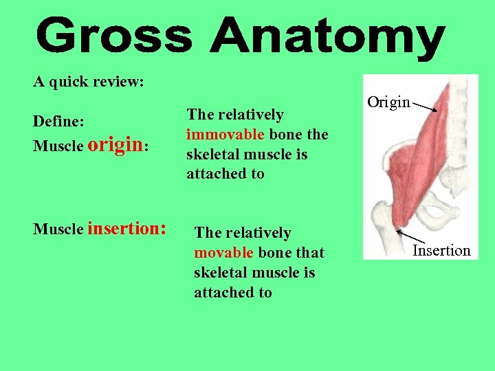 A quick review: Define: Muscle origin: Muscle insertion: The relatively immovable bone the skeletal