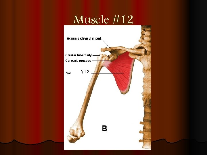 Muscle #12 