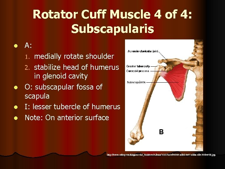 Rotator Cuff Muscle 4 of 4: Subscapularis l A: medially rotate shoulder 2. stabilize