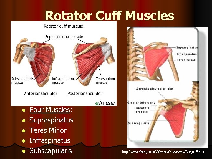 Rotator Cuff Muscles l l l Four Muscles: Supraspinatus Teres Minor Infraspinatus Subscapularis http: