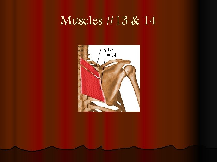 Muscles #13 & 14 #13 #14 