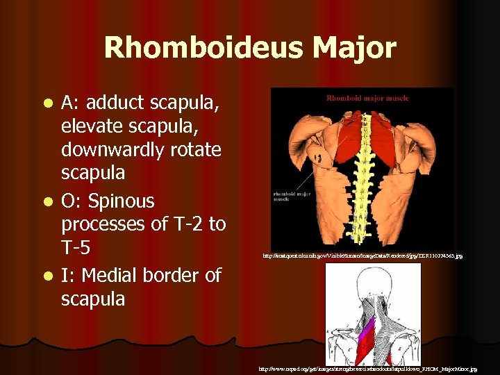 Rhomboideus Major A: adduct scapula, elevate scapula, downwardly rotate scapula l O: Spinous processes