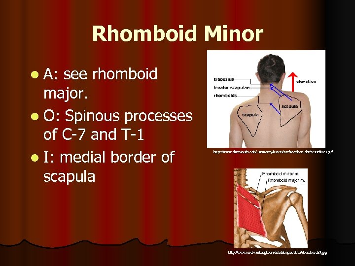 Rhomboid Minor l A: see rhomboid major. l O: Spinous processes of C-7 and