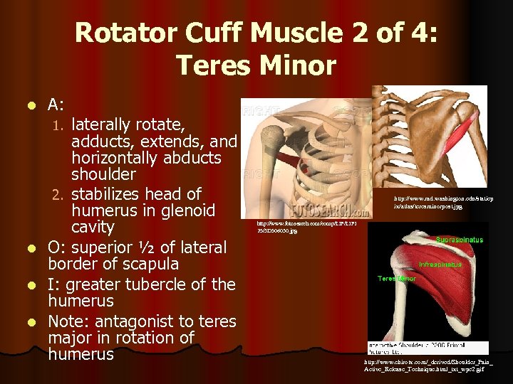 Rotator Cuff Muscle 2 of 4: Teres Minor l A: laterally rotate, adducts, extends,