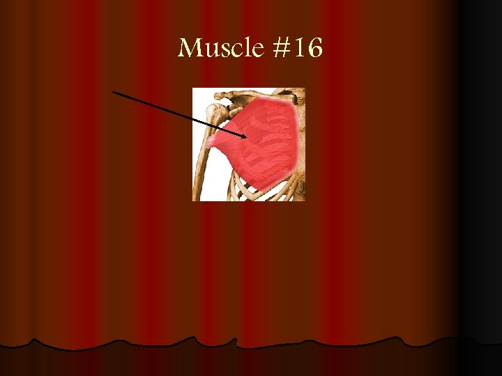 Muscle #16 