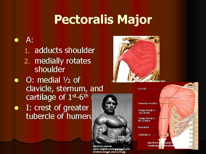 Pectoralis Major l A: adducts shoulder 2. medially rotates shoulder l O: medial ½