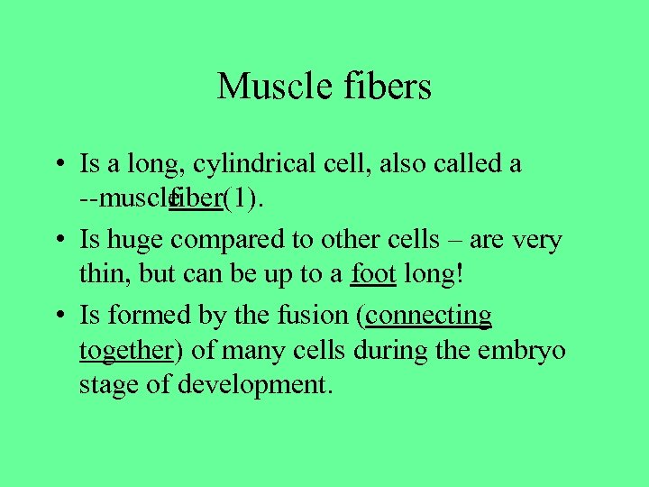 Muscle fibers • Is a long, cylindrical cell, also called a muscle fiber(1). •