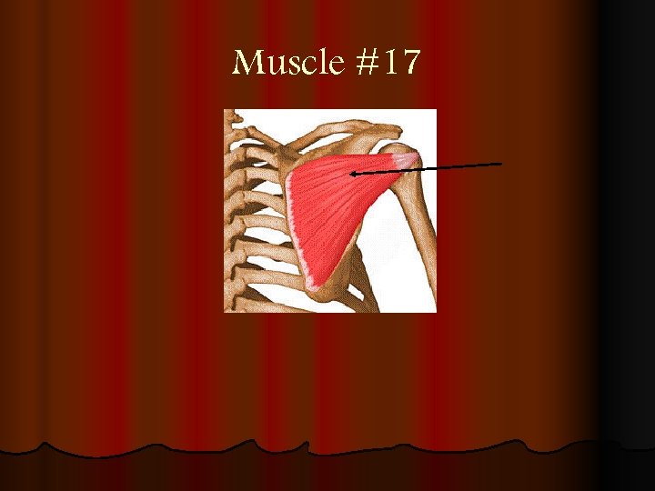 Muscle #17 