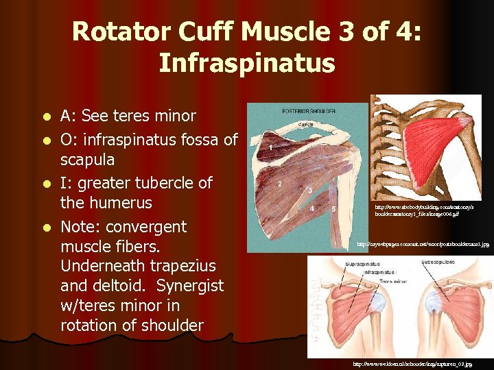 Rotator Cuff Muscle 3 of 4: Infraspinatus l l A: See teres minor O: