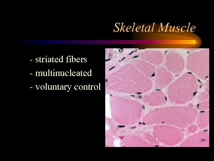 Skeletal Muscle striated fibers multinucleated voluntary control 