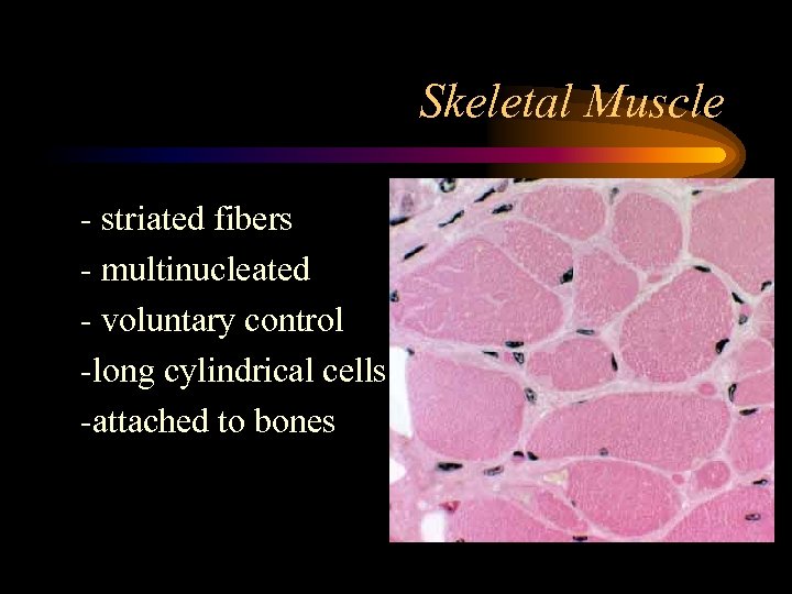 Skeletal Muscle striated fibers multinucleated voluntary control long cylindrical cells attached to bones 