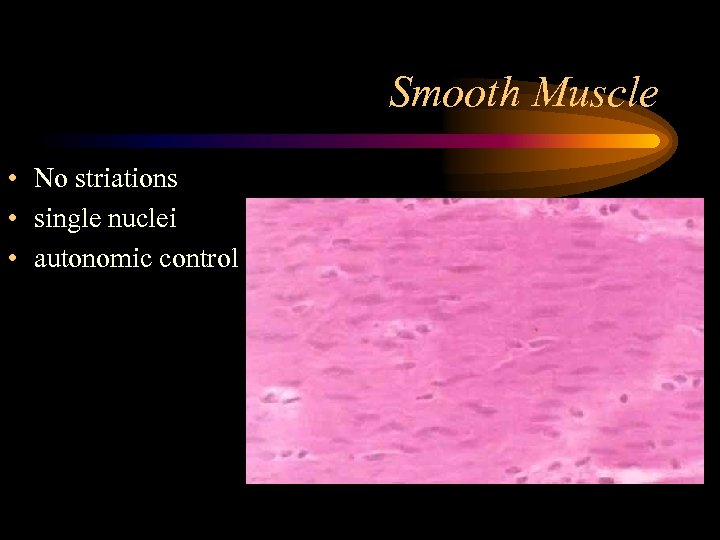 Smooth Muscle • No striations • single nuclei • autonomic control 